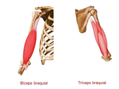 bíceps_tríceps